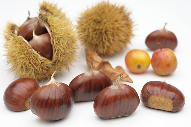 istock chestnuts with wild fruits 513364258