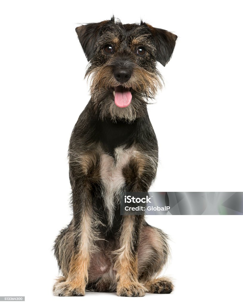 Crossbreed dog sitting in front of white background Dog Stock Photo