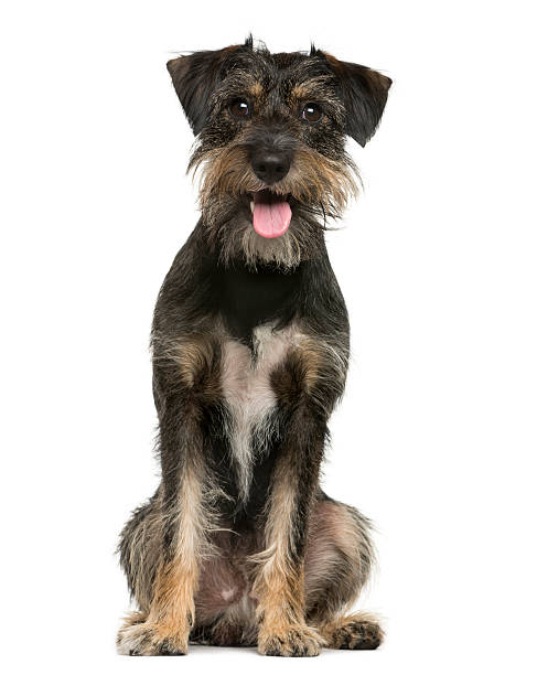 Crossbreed dog sitting in front of white background Crossbreed dog sitting in front of white background mixed breed dog stock pictures, royalty-free photos & images