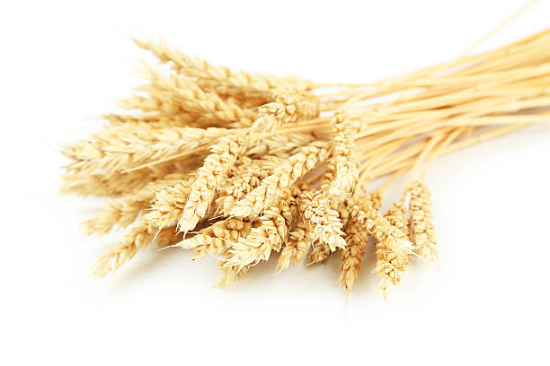 istock Ears of wheat isolated on white 513364304
