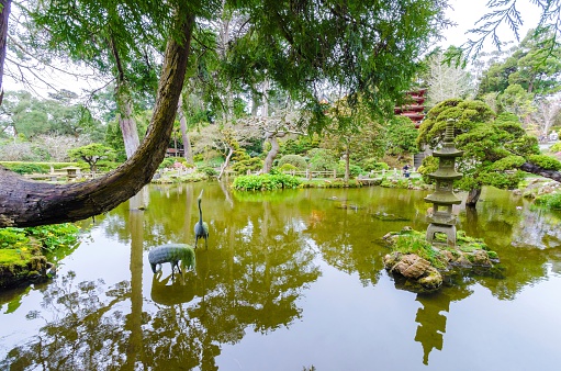 The Japanese Tea Garden in Golden Gate Park in San Francisco, California, United States of America. A view of the native Japanese and Chinese plants, red pagodas and pond that create a relaxing scenery.