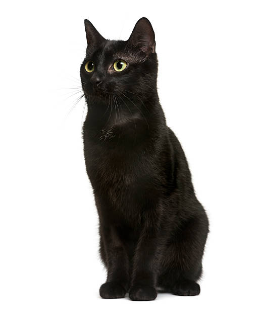 istock Black cat sitting in front of white background 513364884