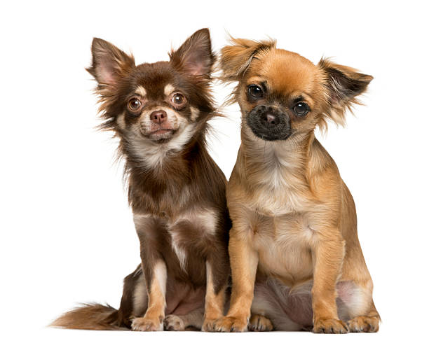 istock Two Chihuahuas sitting in front of white background 513364976