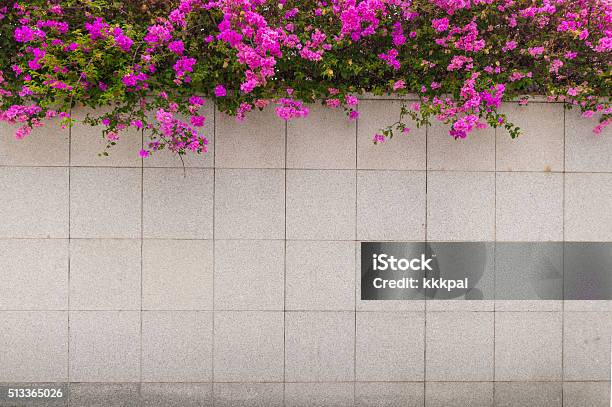 Pink Bougainvillea Flower On The Wall Stock Photo - Download Image Now - Backgrounds, Bougainvillea, Bunch