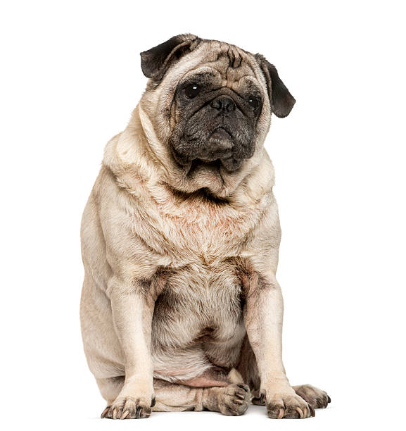 istock Old Pug sitting in front of white background 513365080