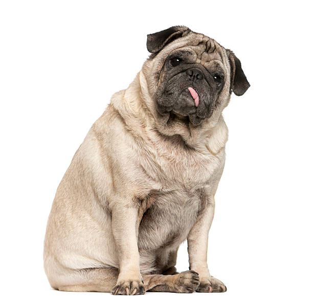 istock Old Pug sitting in front of white background 513365128