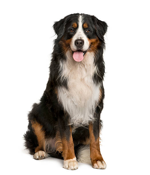 Bernese Mountain dog sitting in front of white background Bernese Mountain dog sitting in front of white background bernese mountain dog photos stock pictures, royalty-free photos & images