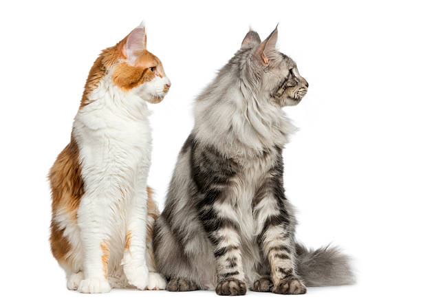 istock Two Maine Coons sitting in front of a white background 513365660