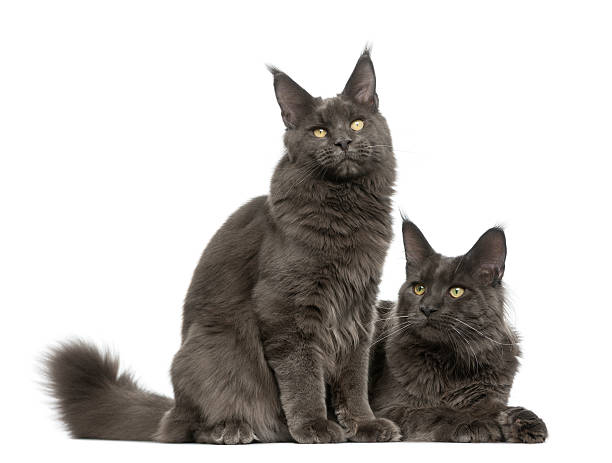 istock Two Maine Coons in front of a white background 513365886