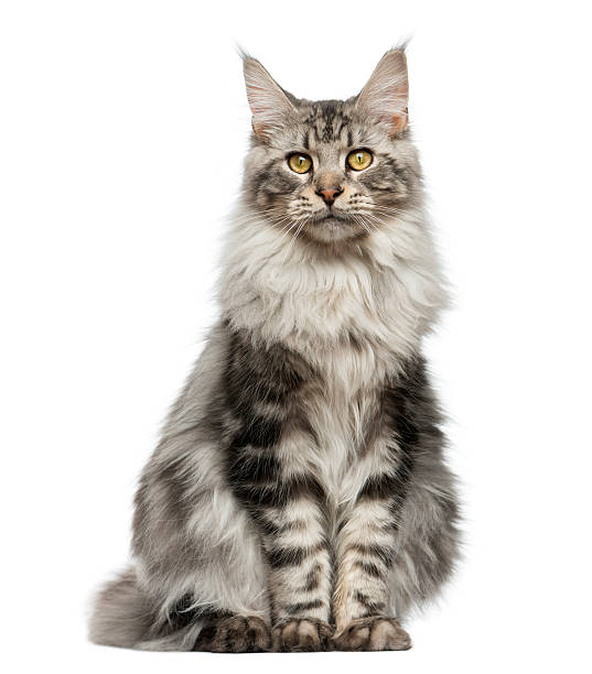 istock Maine Coon sitting in front of a white background 513365950