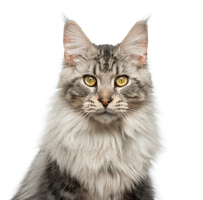 Close-up of a Maine Coon in front of a white background