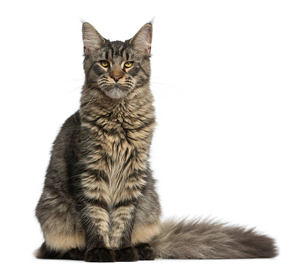 istock Maine Coon sitting in front of a white background 513366394