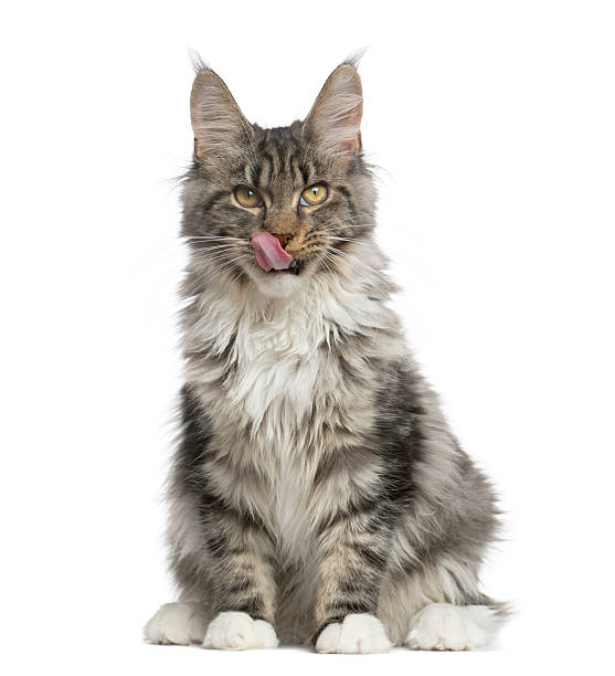 istock Maine Coon sitting in front of a white background 513366444