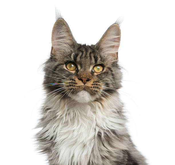 istock Close-up of a Maine Coon 513366596