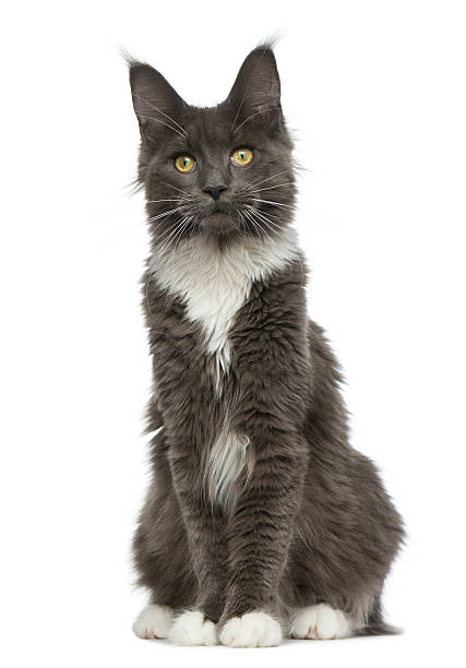 istock Maine Coon sitting in front of a white background 513366648