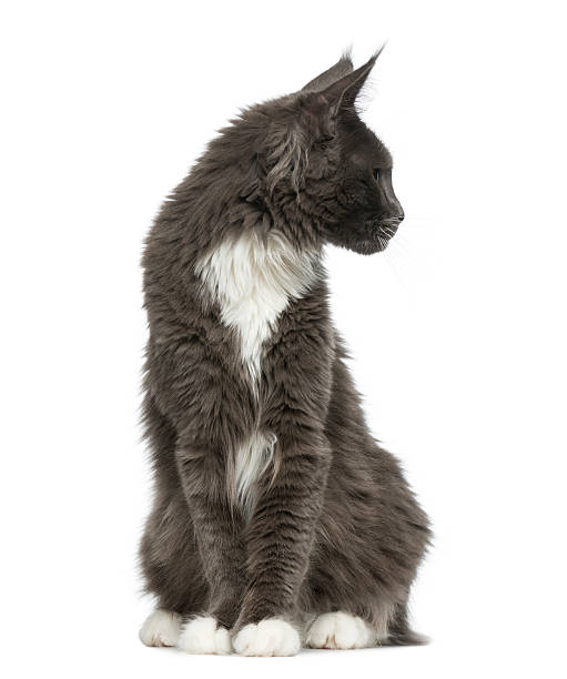 istock Maine Coon sitting in front of a white background 513366690