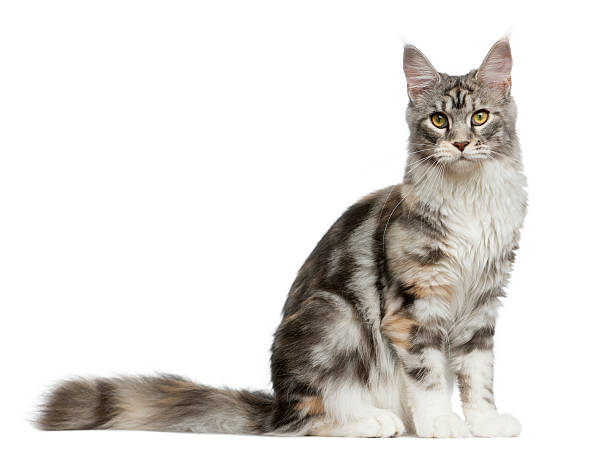istock Maine Coon sitting in front of a white background 513366904