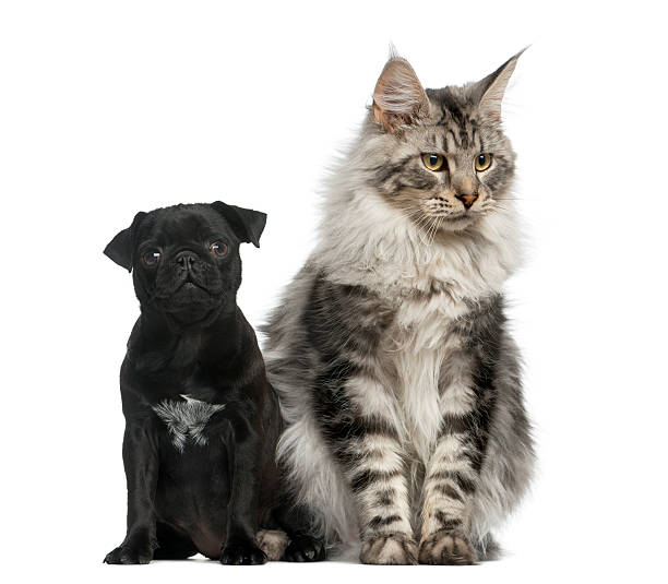 istock Maine Coon and Pug puppy 513367110