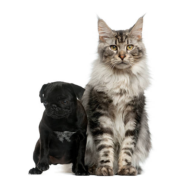 istock Maine Coon and Pug puppy 513367192