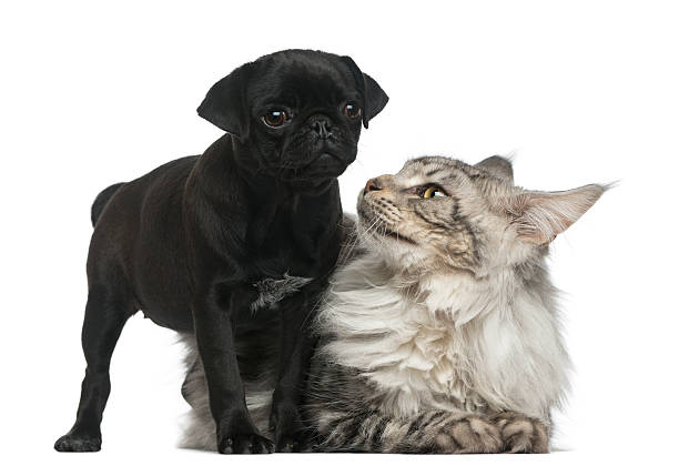 istock Maine Coon and Pug puppy 513367260