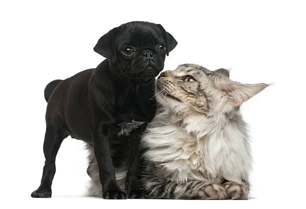 istock Maine Coon and Pug puppy 513367310