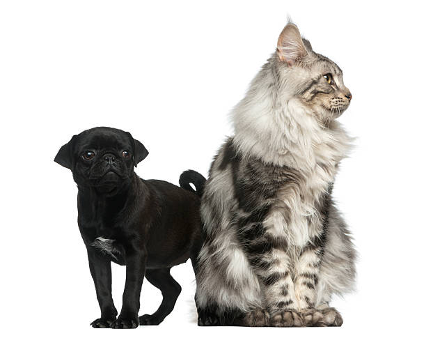 Maine Coon and Pug puppy