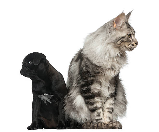 istock Maine Coon and Pug puppy 513367496