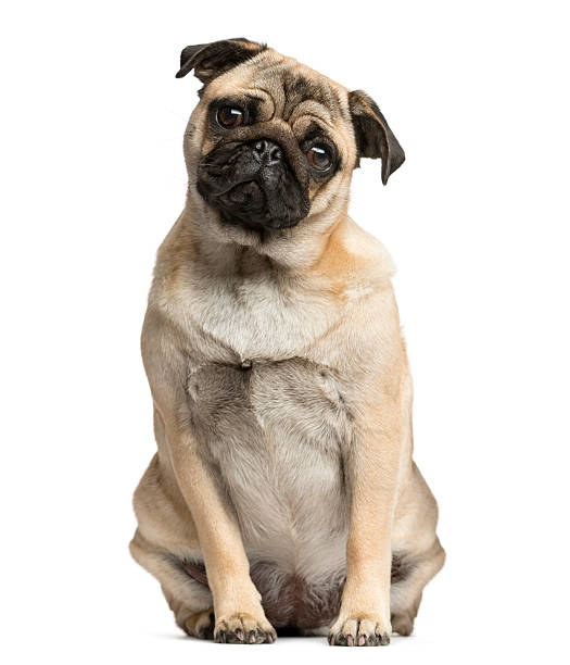 istock Pug sitting in front of a white background 513367574