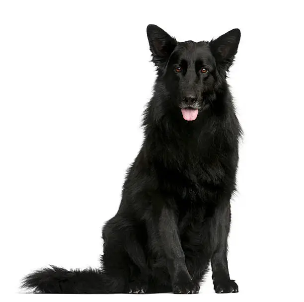Groenendael sitting in front of a white background