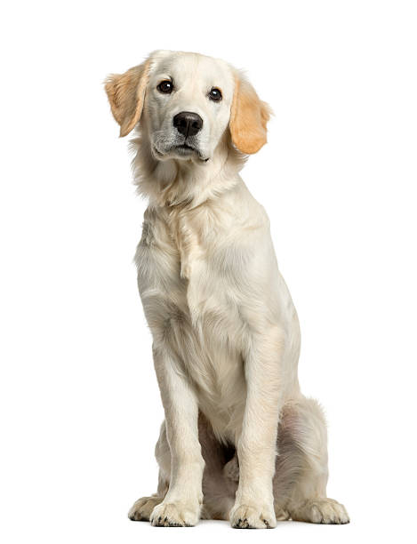 istock Golden retriever sitting in front of a white background 513367876