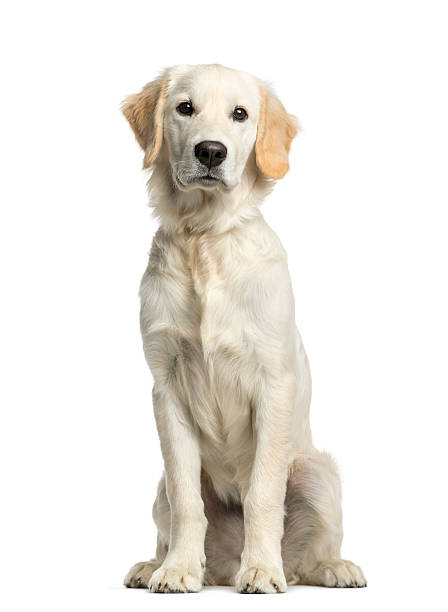 istock Golden retriever sitting in front of a white background 513367942