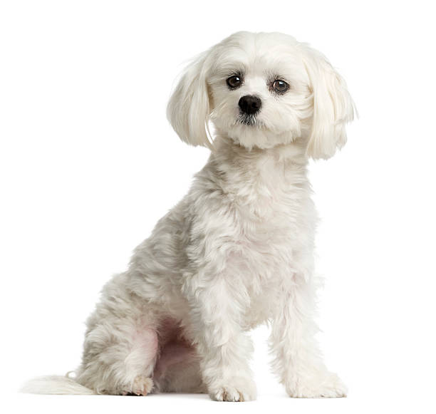 istock Maltese sitting in front of a white background 513368194