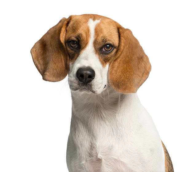 istock Close-up of a Beagle in front of a white background 513368428