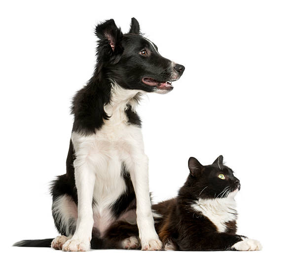 Border Collie puppy and a cat Border Collie puppy and a cat in front of a white background collie photos stock pictures, royalty-free photos & images