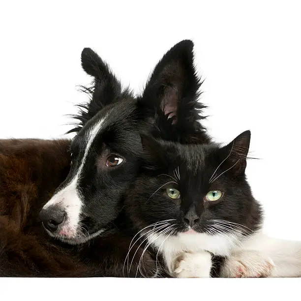 Photo of Border Collie puppy and a cat