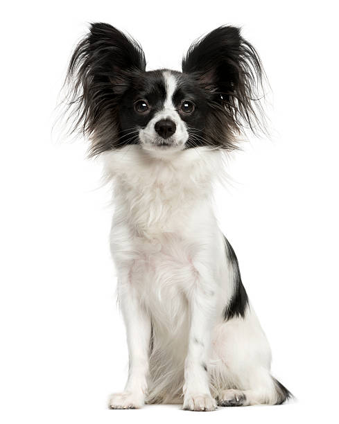 istock Papillon sitting in front of a white background 513368914