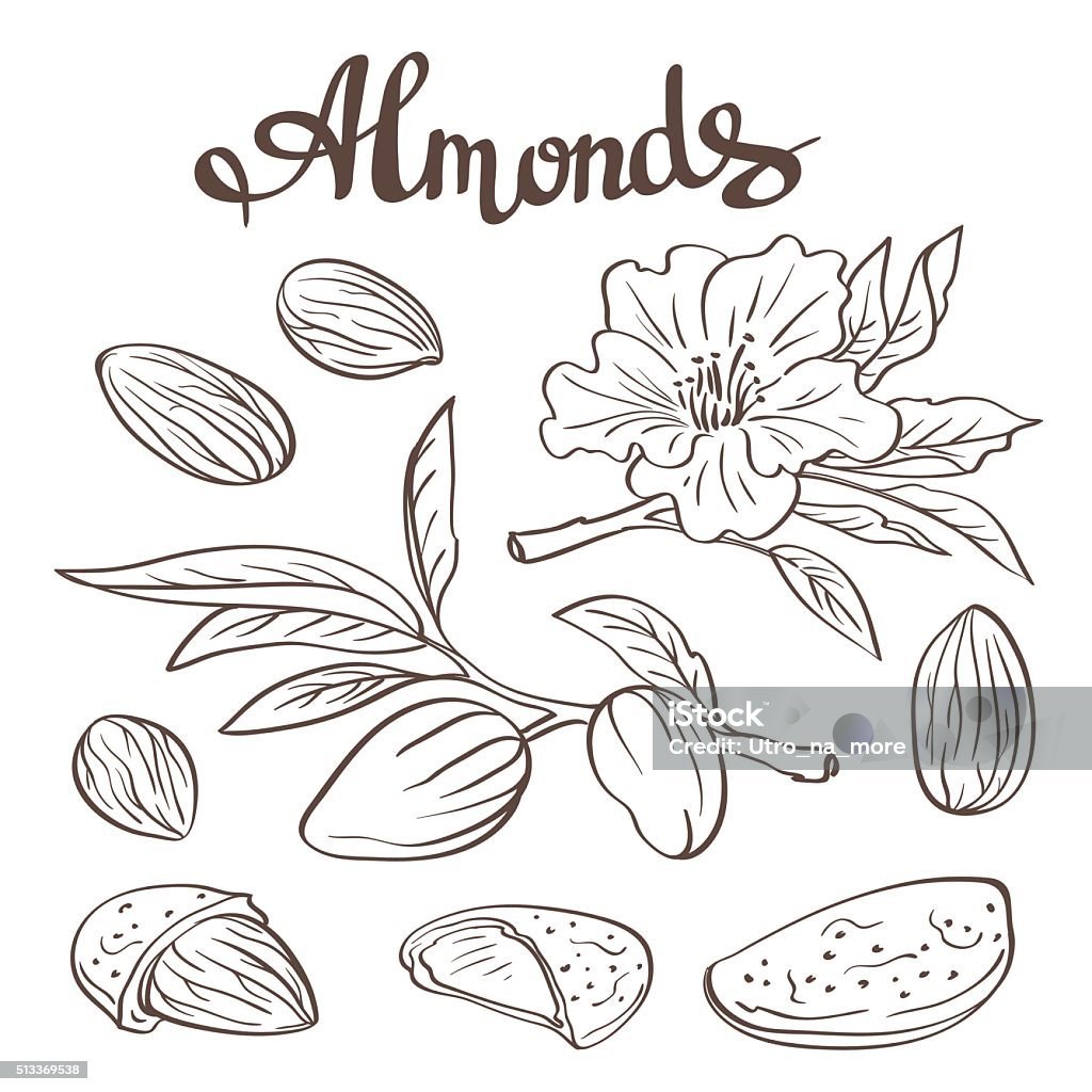 Almonds with kernels, leaves and flower. Vector illustration. Almond stock vector