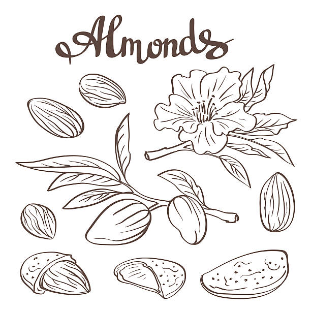 Almonds with kernels, leaves and flower. Vector illustration. Almonds with kernels, leaves and flower. Vector illustration. almond tree stock illustrations