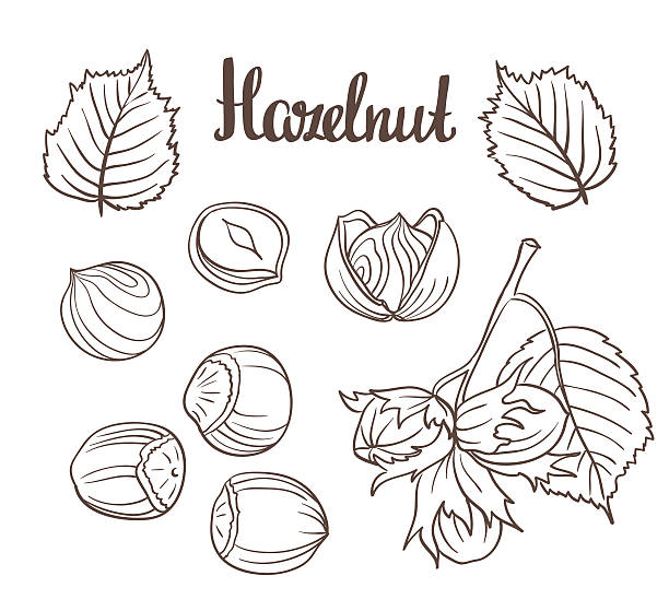 세트 상세한 수작업 헤이즐넛을 바탕에 흰색 배경 - hazelnut nut hazel tree tree stock illustrations