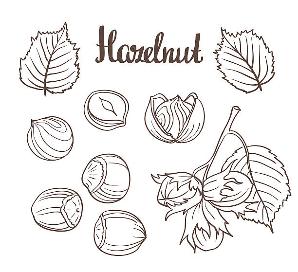 bildbanksillustrationer, clip art samt tecknat material och ikoner med set of detailed hand drawn hazelnuts isolated on white background - hazel tree