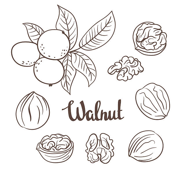 illustrazioni stock, clip art, cartoni animati e icone di tendenza di noci con foglie e noci sola su uno sfondo bianco - walnut tree