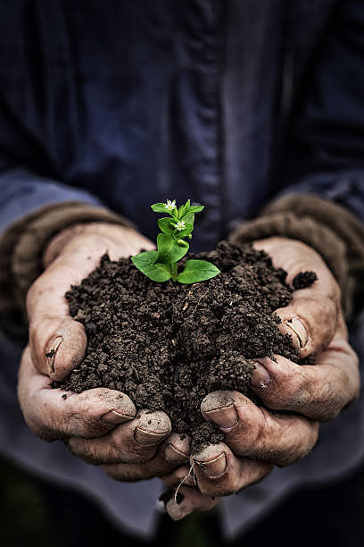 istock Hands holding new growth-close up 513370580