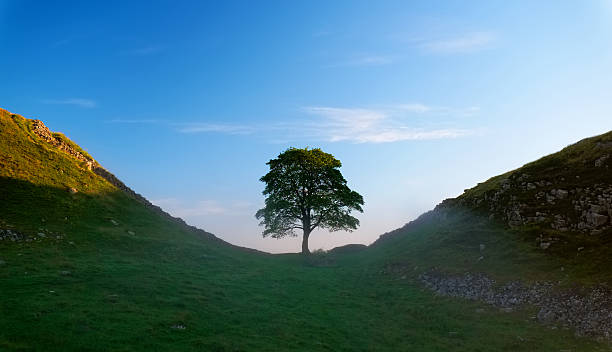 Early morning sun shines down on Sycamore Gap, one of the iconic sites of Hadrian's Wall (and also famous for starring as a tree in the 1991 film Robin Hood: Prince of Thieves).