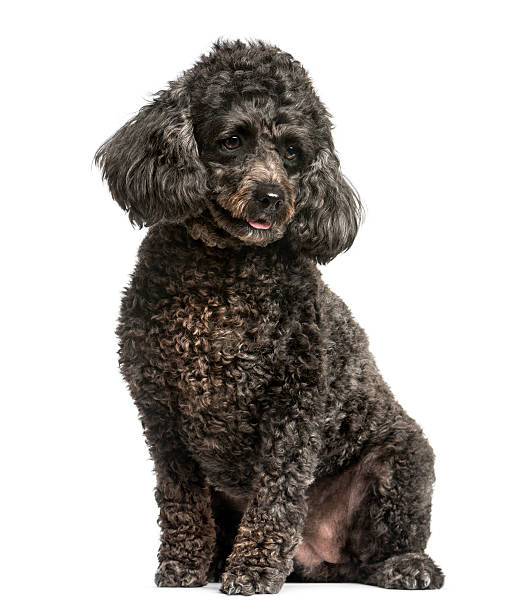 istock Poodle sitting in front of a white background 513371086