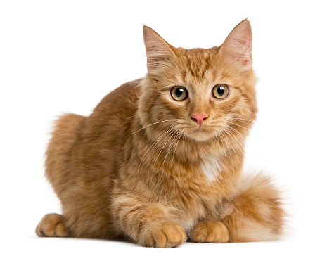 Maine Coon kitten lying in front of a white background