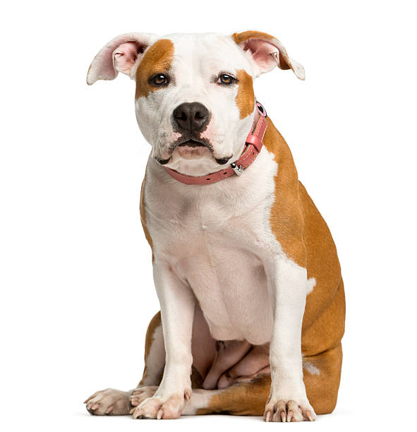 istock Staffordshire Bull Terrier puppy sitting 513371306