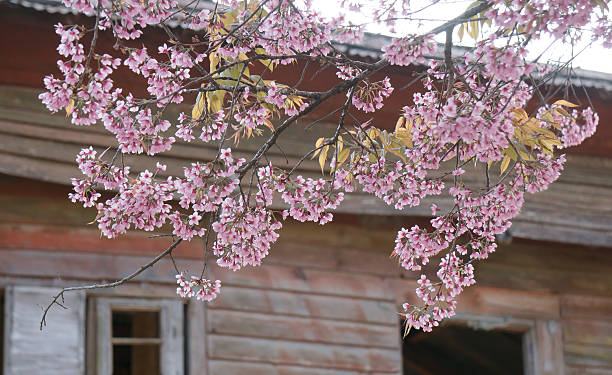 istock DALAT LAMDONG VIETNAM - Prunus cerasoides 513371398
