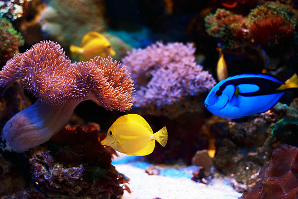 paracanthurus hepatus y zebrasoma flavescens - nature macro reef animal fotografías e imágenes de stock