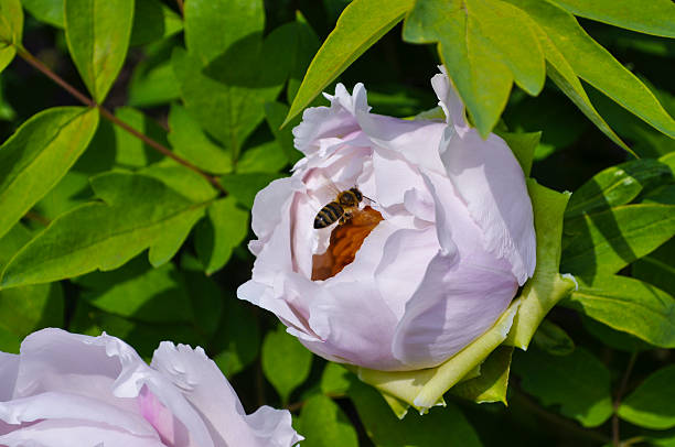 istock Arrive a little bee on the flower peony 513373296