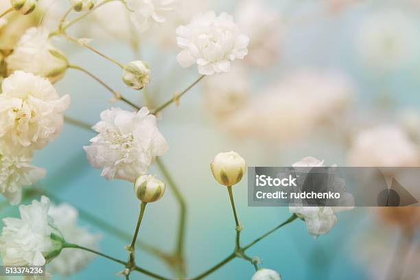 White Flower On Blue Background Soft Focus Stock Photo - Download Image Now - Abstract, Blossom, Blue